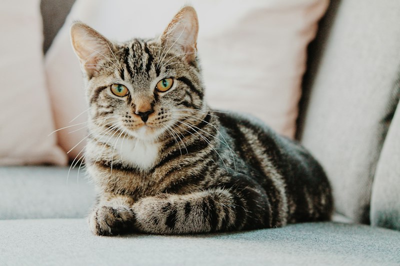 Бенгальская кошка