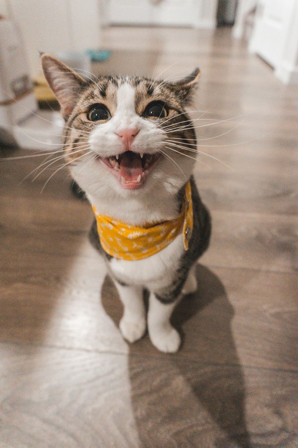 Cat photo 1